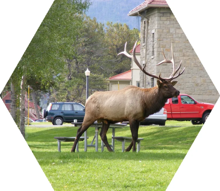 A large elk outside with buildings and cars