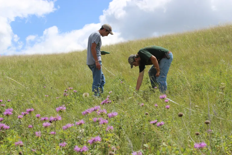 Two people in a flowering prairie examining plants