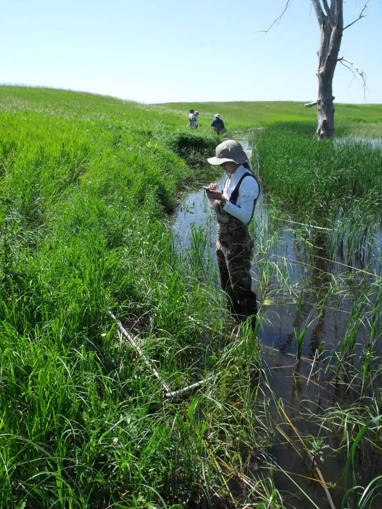 A person in waders standing in a creek taking notes