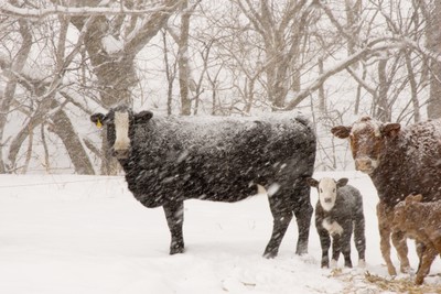 Beef Cows In Winter