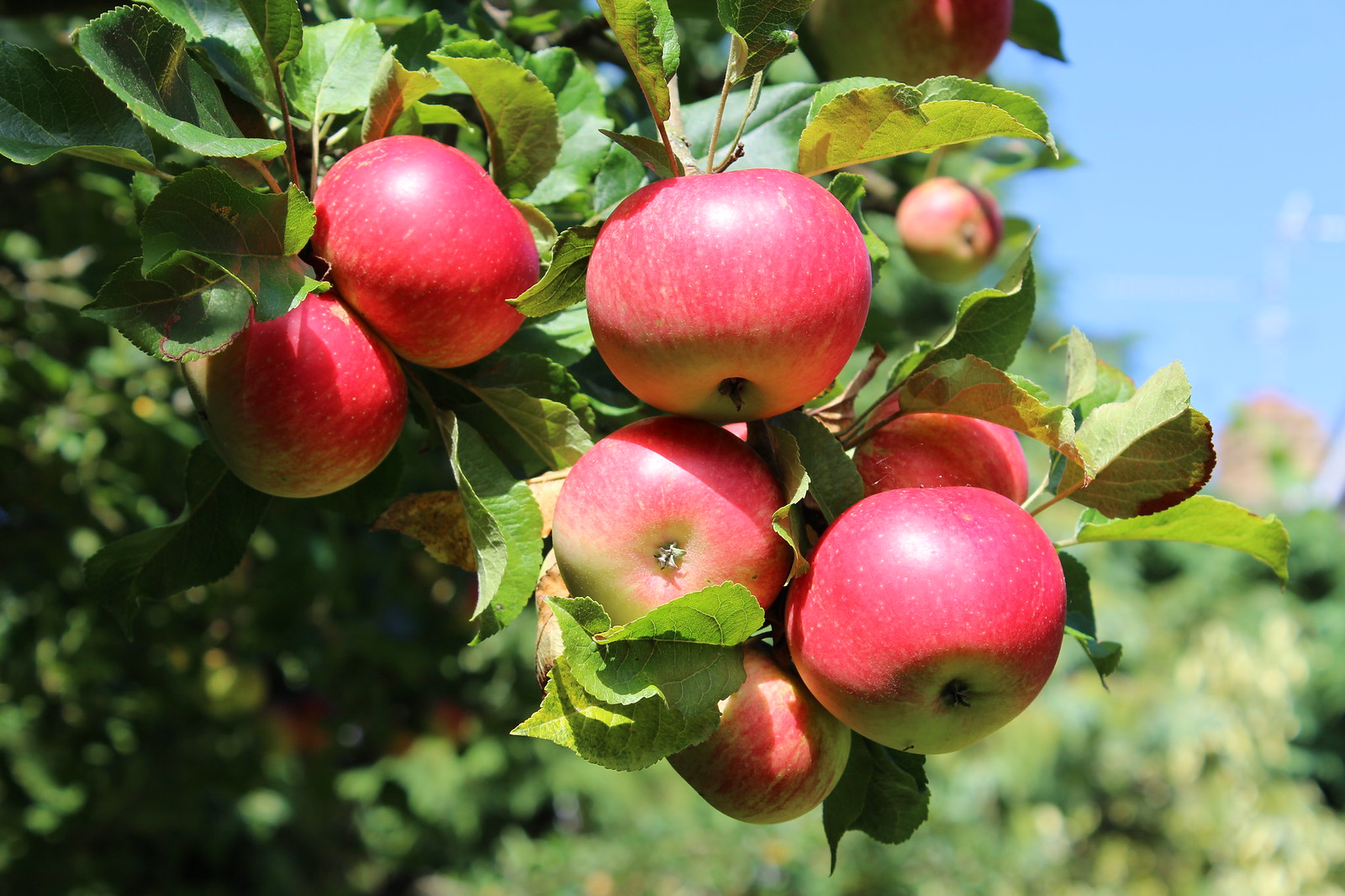 Tips for Selecting Fruit & Nut Trees » Planting & Care » Tomorrow's Harvest