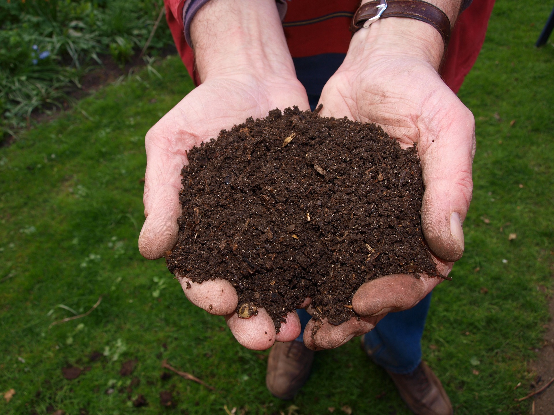 Sedge Peat