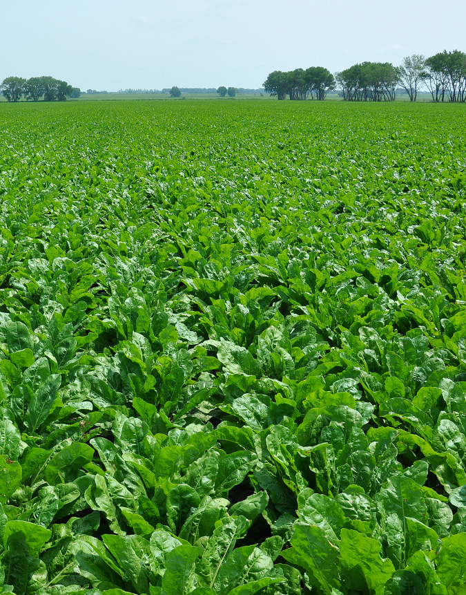 Sugarbeet field with healthy plants in Minnesota.