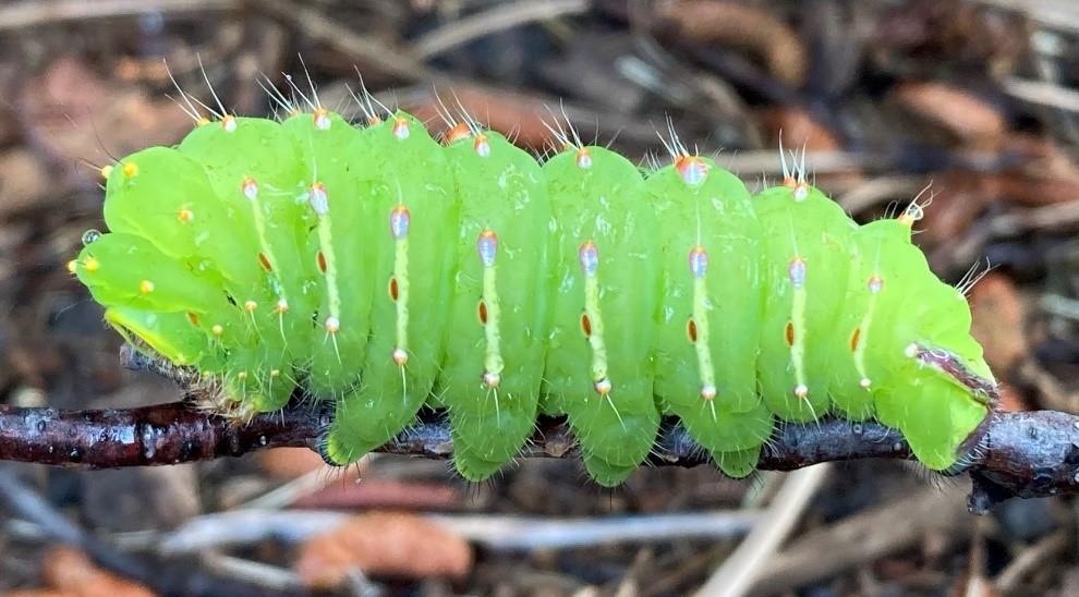 A large green caterpillar as thick as a finger rests on a stick. It is bright green with a thin, vertical white line on each segment and a few dots of color at the edges of the lines. There are sparse hairs protruding from some of the dots.