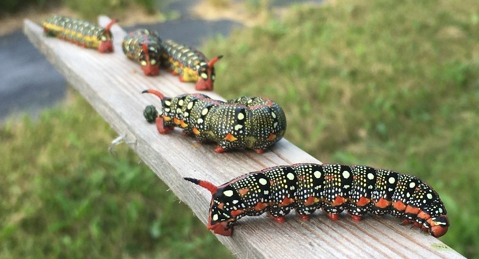Five brightly colored, large caterpillars rest on a wooden stick. They are black with both small and large white spots over their entire bodies. Older individuals have a line of red dots on their lower sides while younger ones have yellow dots. All have red horn-like tails and red feet. They are spectacular!