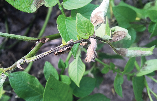 Late Blight in Potato | NDSU Agriculture