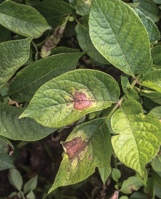 Late Blight in Potato NDSU Agriculture