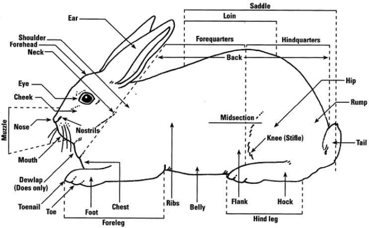 Basic rabbit diagram