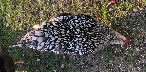 Correct feather patterns in Silver Laced Wyandotte hens.