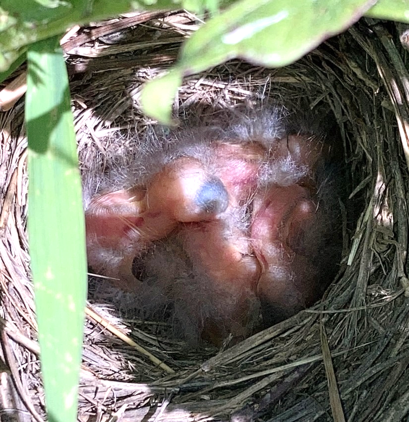 Four pink, newly-hatched Lincoln’s sparrows lay in a nest made of dead grass on the ground. They have light gray down but are mostly bare. Their eyes are not open yet.