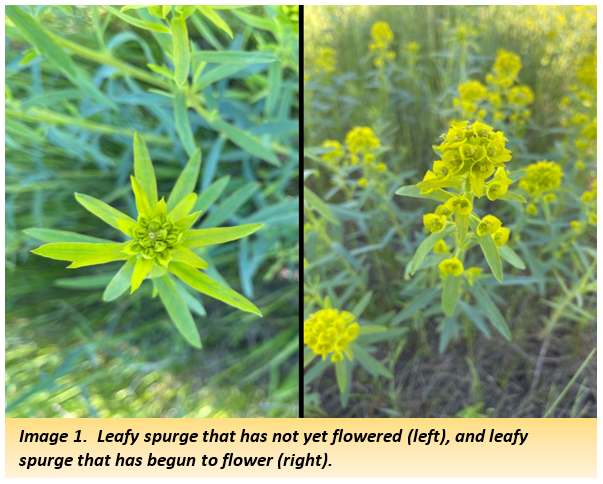 Image 1.  Leafy spurge that has not yet flowered (left), and leafy spurge that has begun to flower (right).