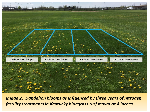 Image 2.  Dandelion blooms as influenced by three years of nitrogen fertility treatments in Kentucky bluegrass turf mown at 4 inches.