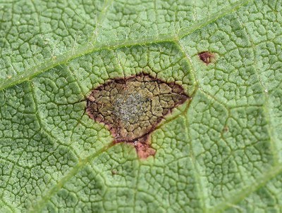 Soybean Disease Diagnostic Series | NDSU Agriculture