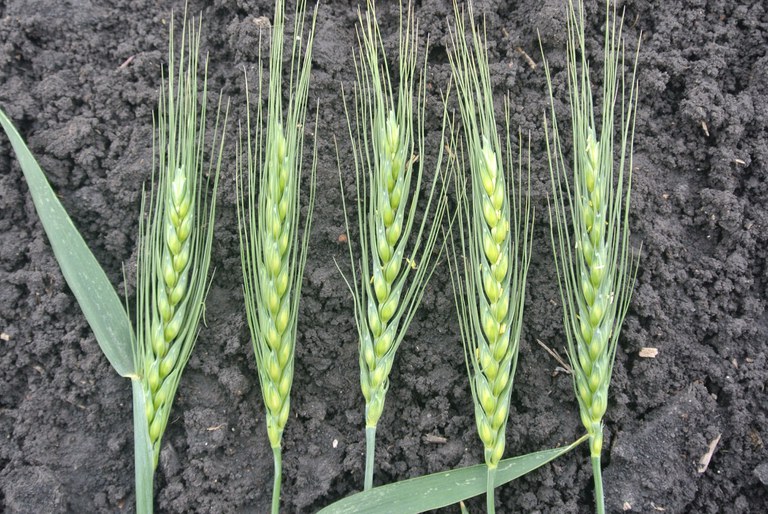 Figure 7. Wheat growth stages from left are three-fourths spike emergence, full spike, early flowering, one to three days after early flowering and three to seven days after early flowering. 