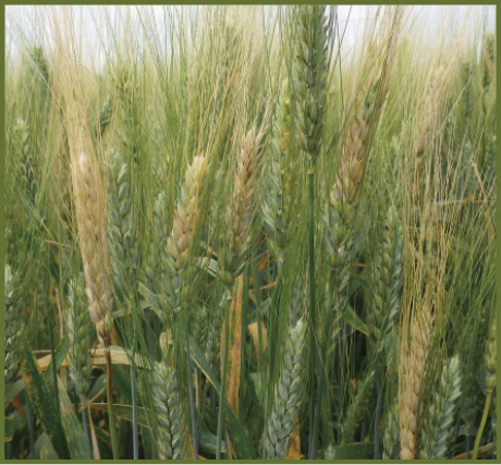 Figure 2. Susceptible durum variety with numerous grain heads with FHB. 