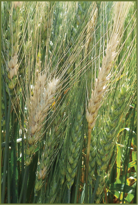 Figure 1. Wheat heads showing bleached spikelets as a result of Fusarium infection.