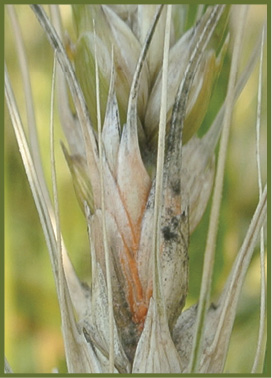 Figure 3. Salmon-orange spores of Fusarium graminearum visible on glumes of wheat.