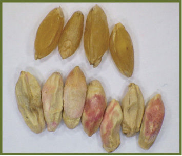 Figure 4. Healthy durum kernels (top) and Fusarium-infected durum kernels (bottom). Note chalky white to pink discoloration of infected kernels. 