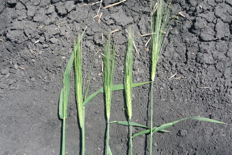 Figure 8. Barley growth stages from left are boot stage, one-half spike emergence, full spike, one to three days after full spike and three to seven days after full spike. 