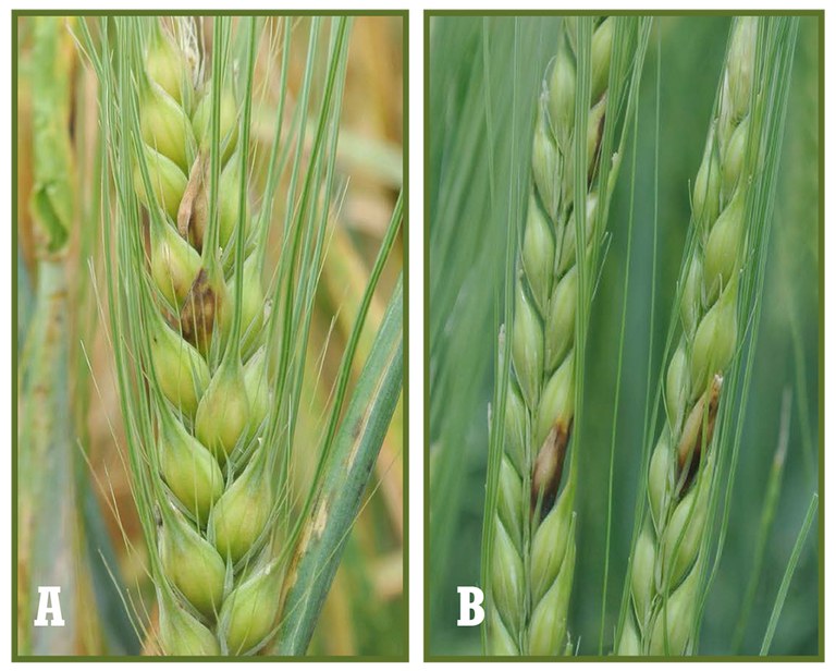 Figure 5. (A) FHB symptoms on six-row barley. (B) FHB symptoms on two-row barley. 