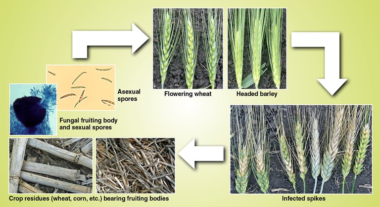 Figure 6. Fusarium head blight disease cycle.