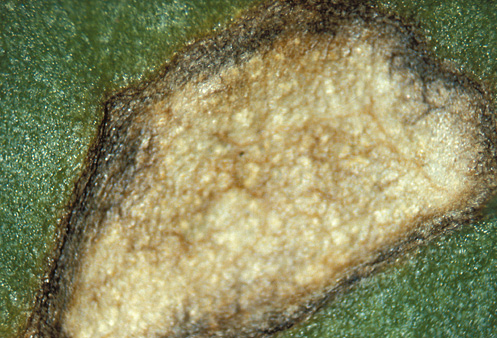 No stromata (black dots) form in bacterial leaf spots; soil particles can lodge onto leaf spots, so brush lesions gently to remove loose debris.