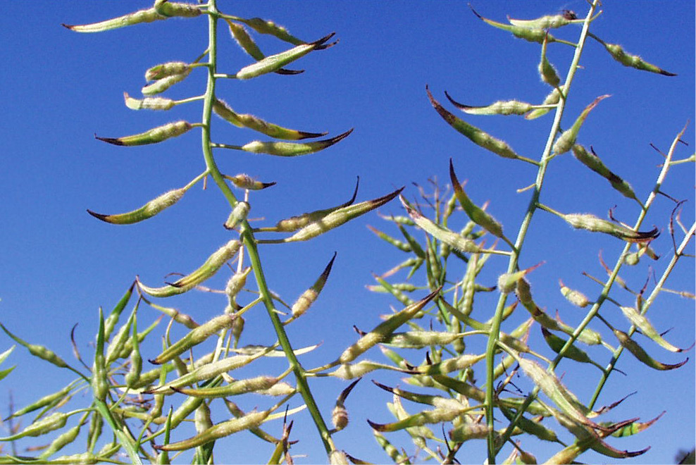 Tame Mustard Production | NDSU Agriculture