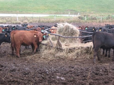 Cattle around a damaged feeder.