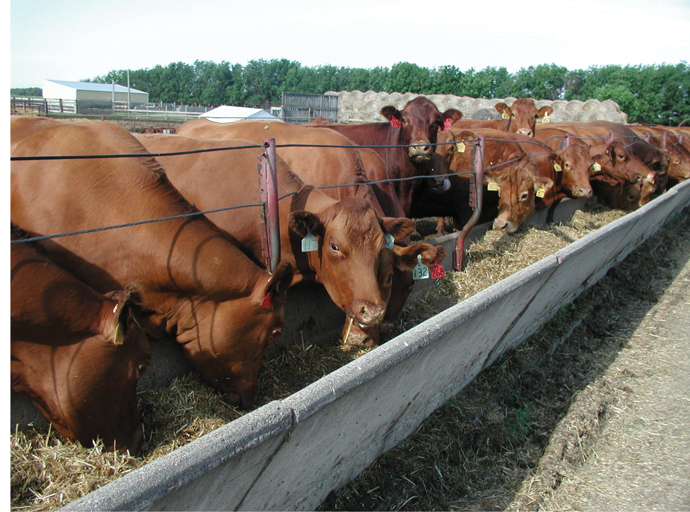 PDF) Causes of death in feedlot beef cattle and their control: a brief  review