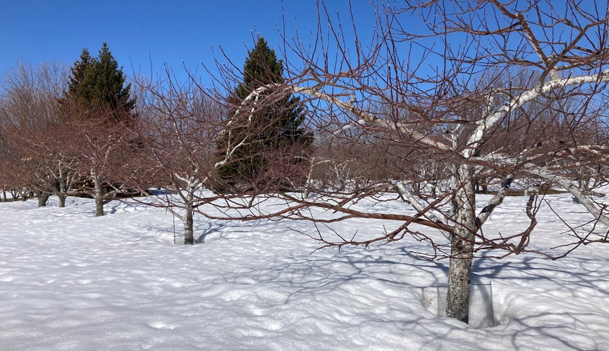 Dormant apple trees underlaid by 1 to 3 feet of snow in mid-April 2023. There is blue sky and a deep blanket of white snow under the trees.