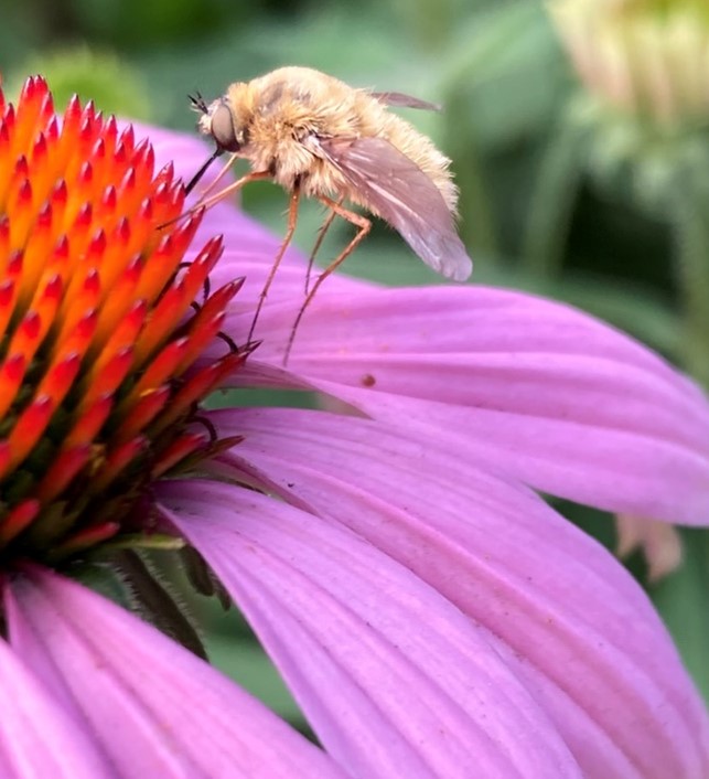 A close-up photo of the orange center and purple ray petals of an Echinacea flower.  A fuzzy, yellow-tan fly with long legs drinks nectar from the center with its tongue.