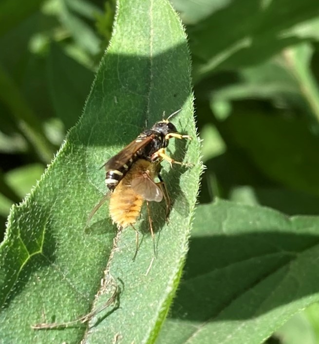 On a green leaf, a small black and yellow wasp has captured the fuzzy fly and is straddling it, ready to fly away with it.