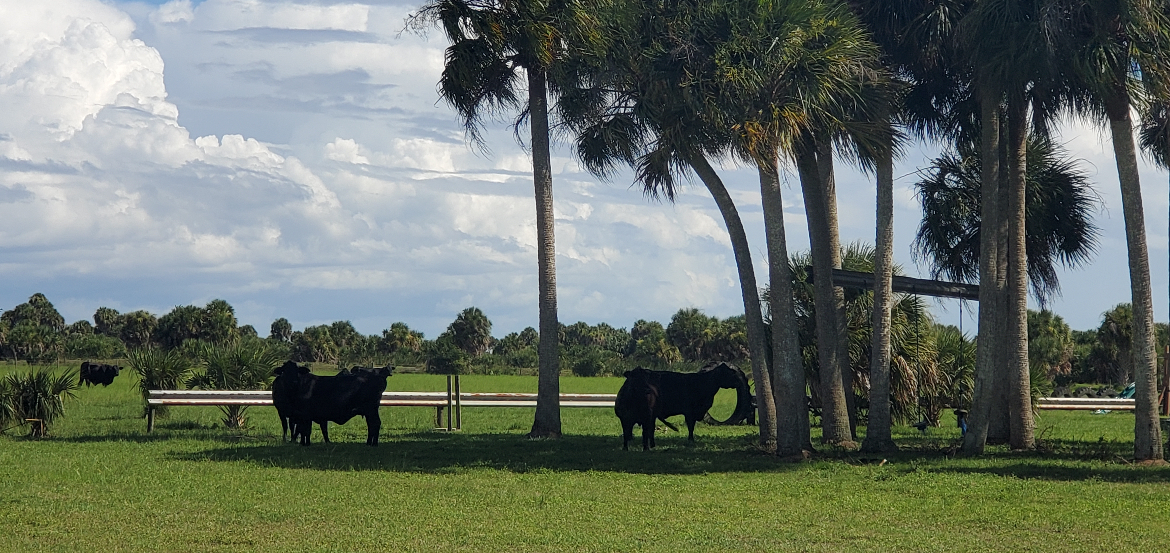 Long-eared cattle shading under palm trees