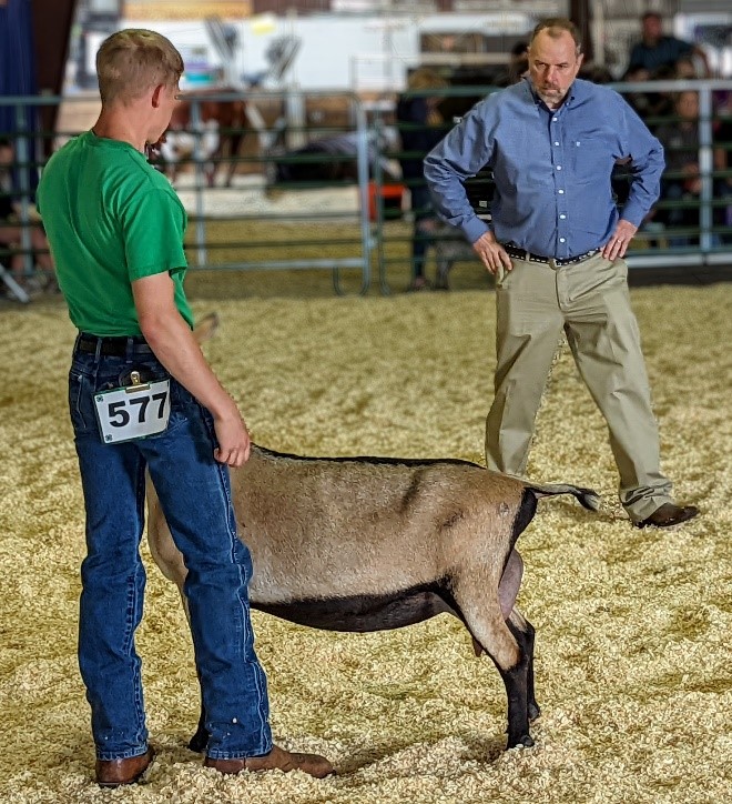 Dairy Goat Showing