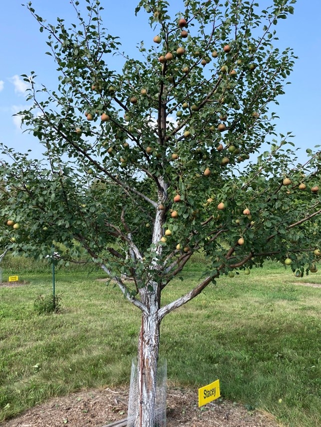 A Stacey pear tree in the CREC orchard with many small fruit on it. The leaves are dark green while the fruit shines a light yellow throughout the tree.