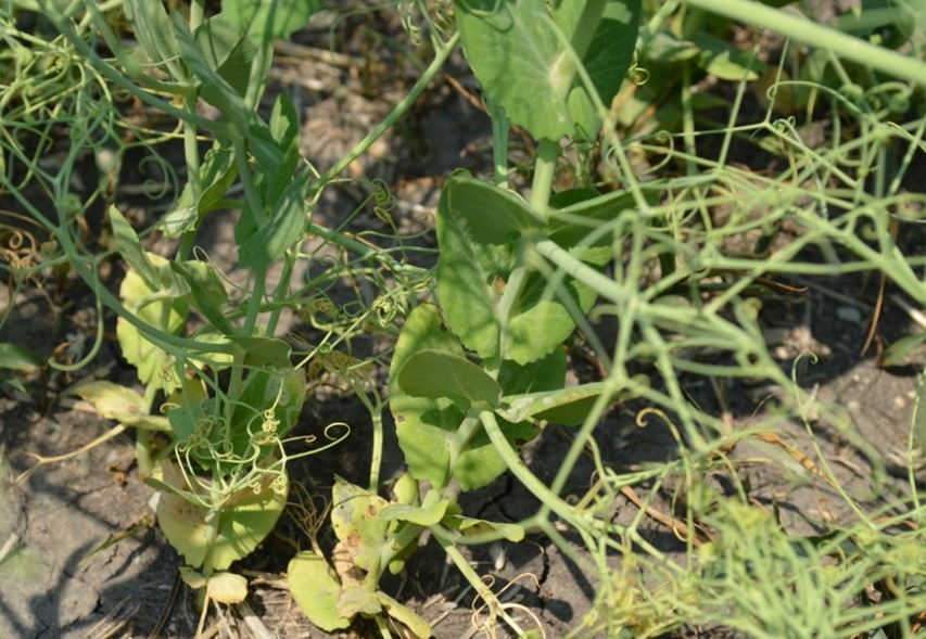 Low levels of bacterial blight infections observed on lower leaves of field pea plants.