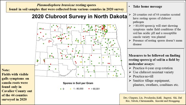 Map of counties in North Dakota indicating Plasmodiophora brassicae (the clubroot pathogen) resting spores detected by molecular assays in the soil samples submitted in 2020.