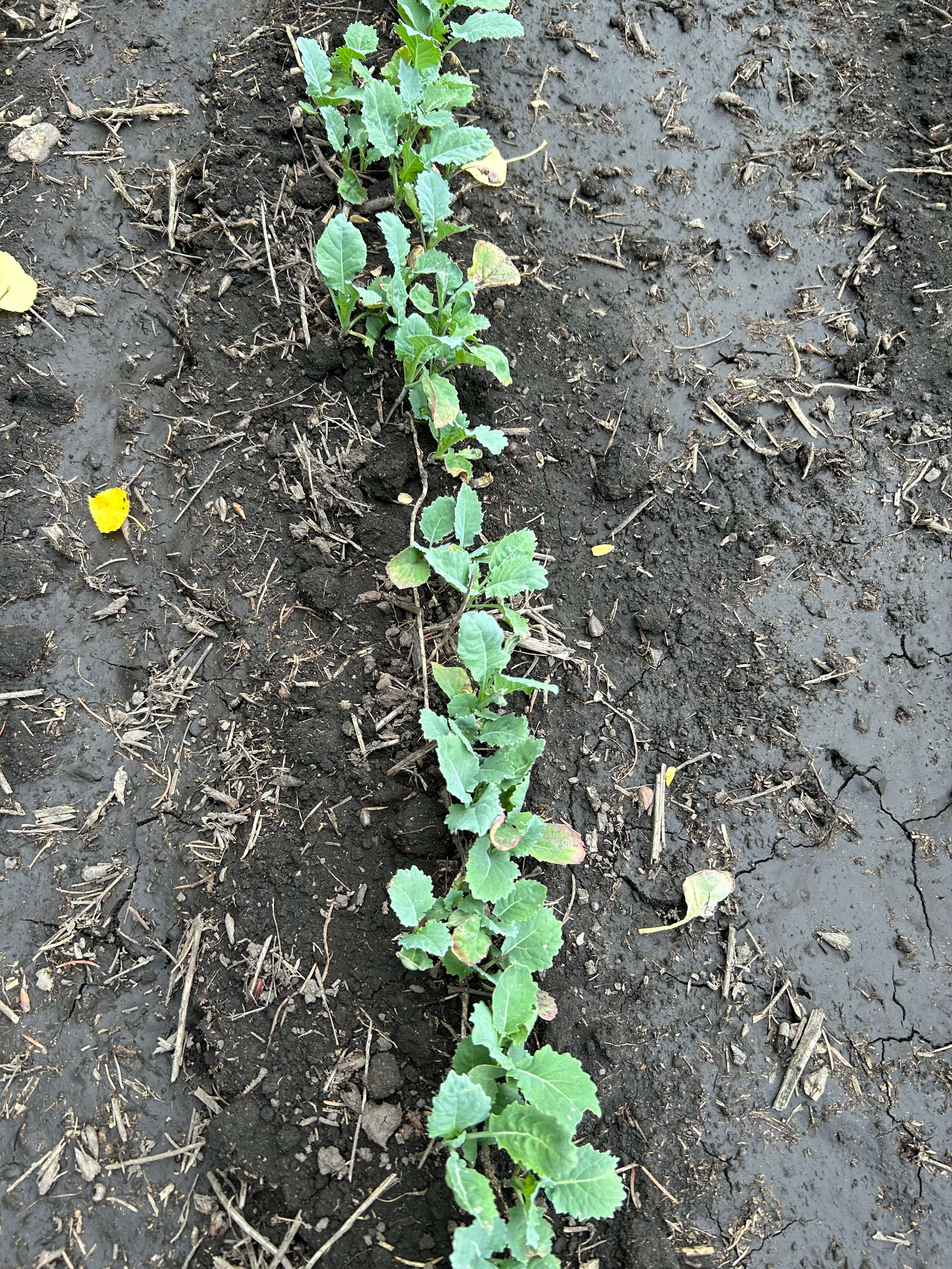 Recovered canola plants from sulphur deficiency after foliar spray of sulphur.