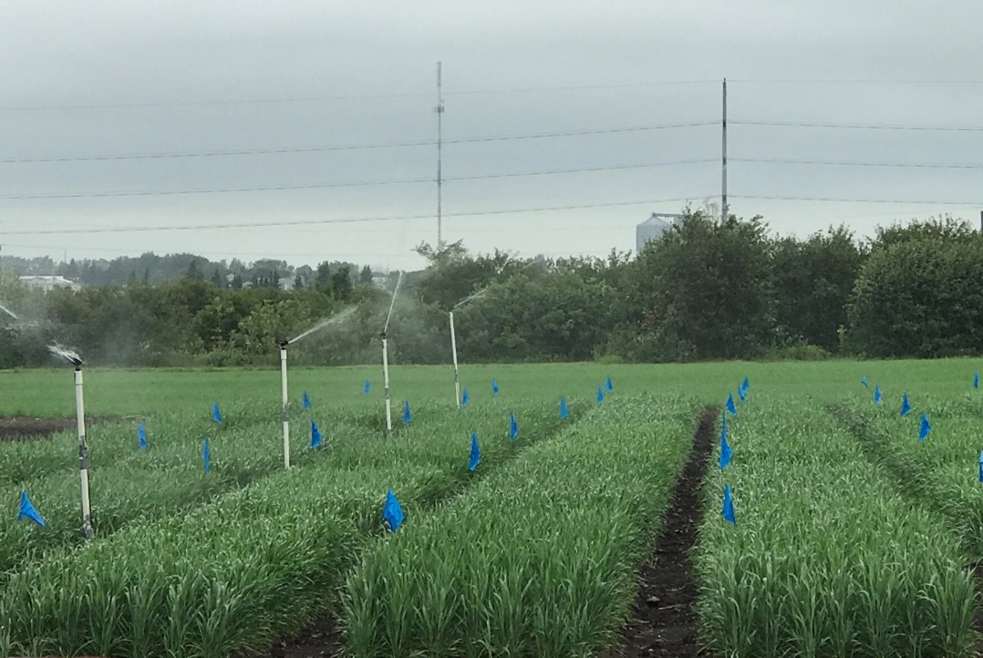 Overhead irrigation systems helped to create a conductive environment for FHB development.