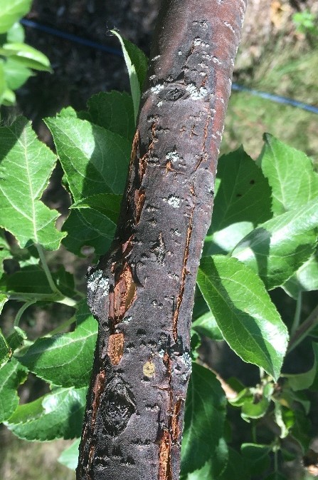 A branch with red-brown bark has a canker. This area is gray-black and has length-wise cracks.