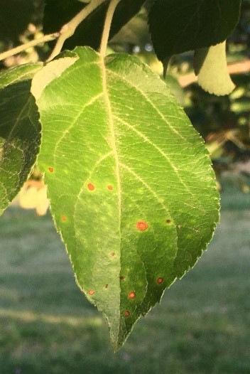 A green apple leaf with spots. The spots are brown with light centers and are indicative of black rot disease on leaves.
