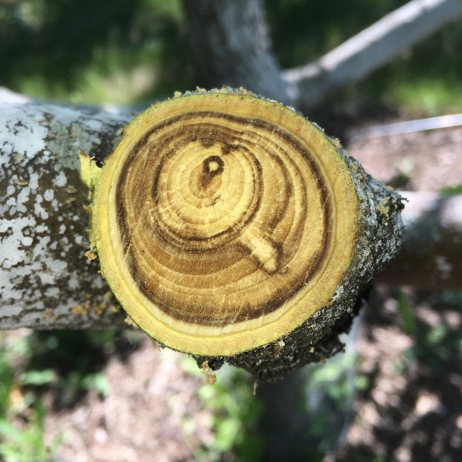 A freshly cut branch shows concentric rings of light and dark.