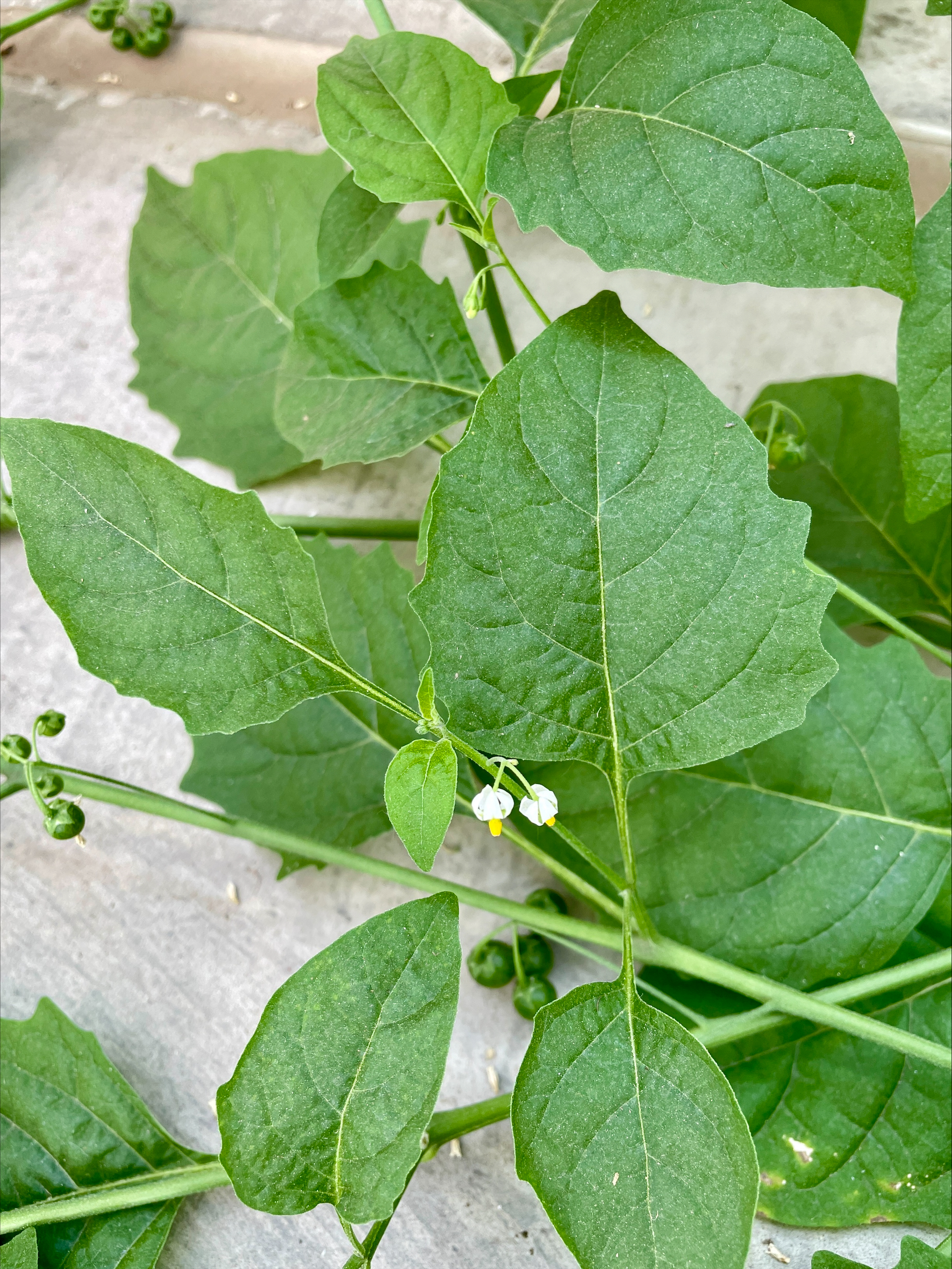 Green leaves, small white and yellow blossoms, and immature seeds on a nightshade plant.