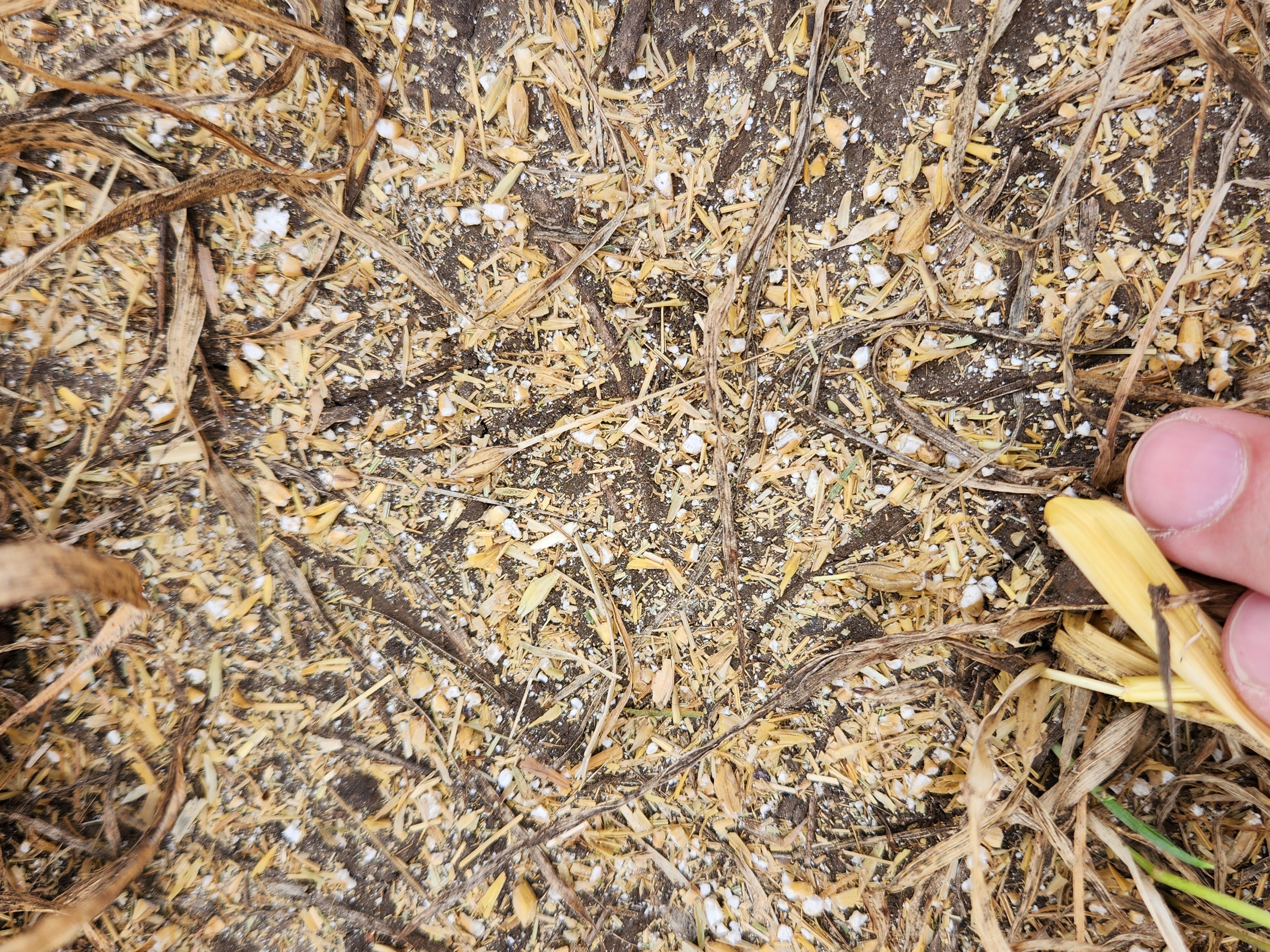 Crushed and cracked weed seeds in harvest chaff.