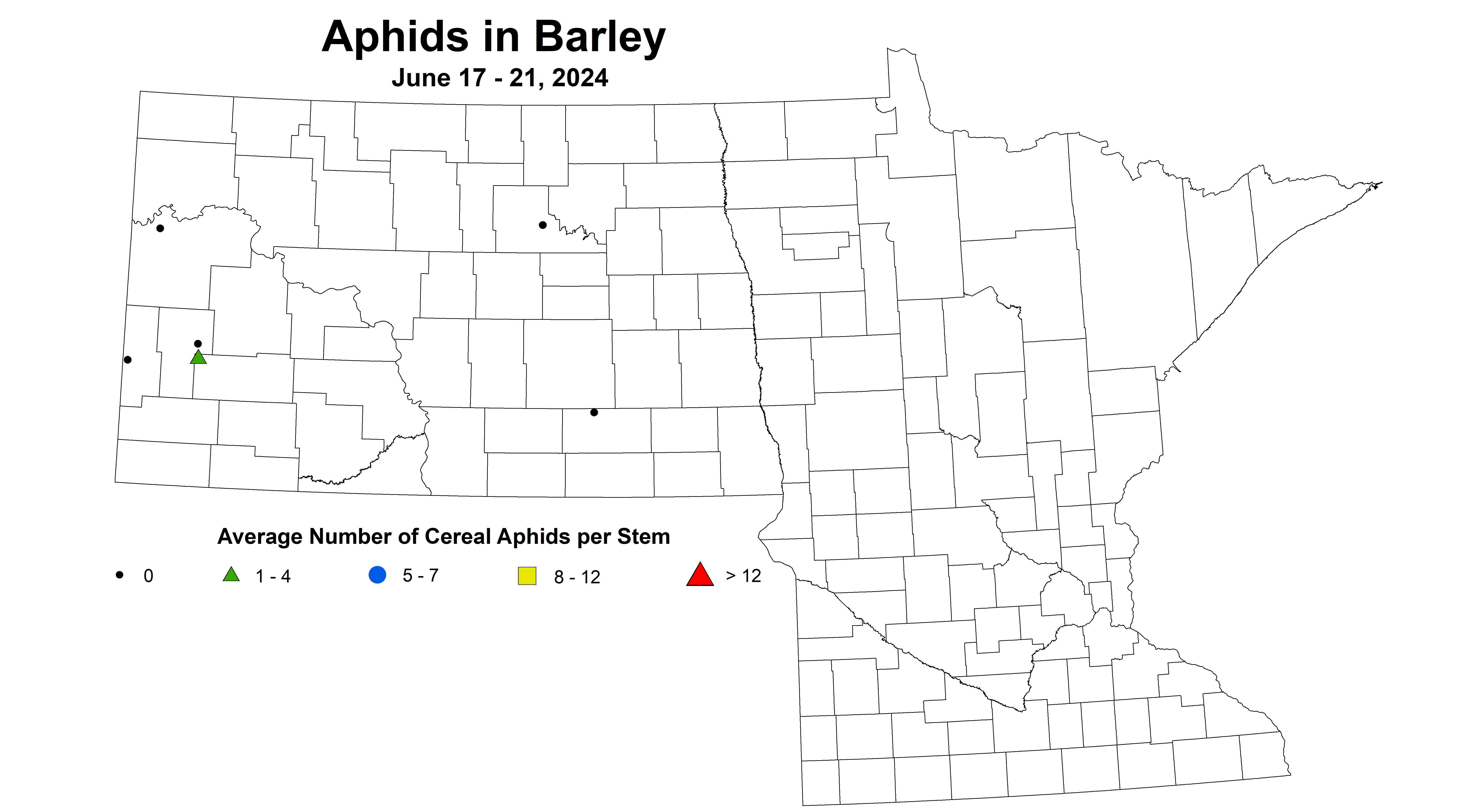 barley aphids June 17-21 2024