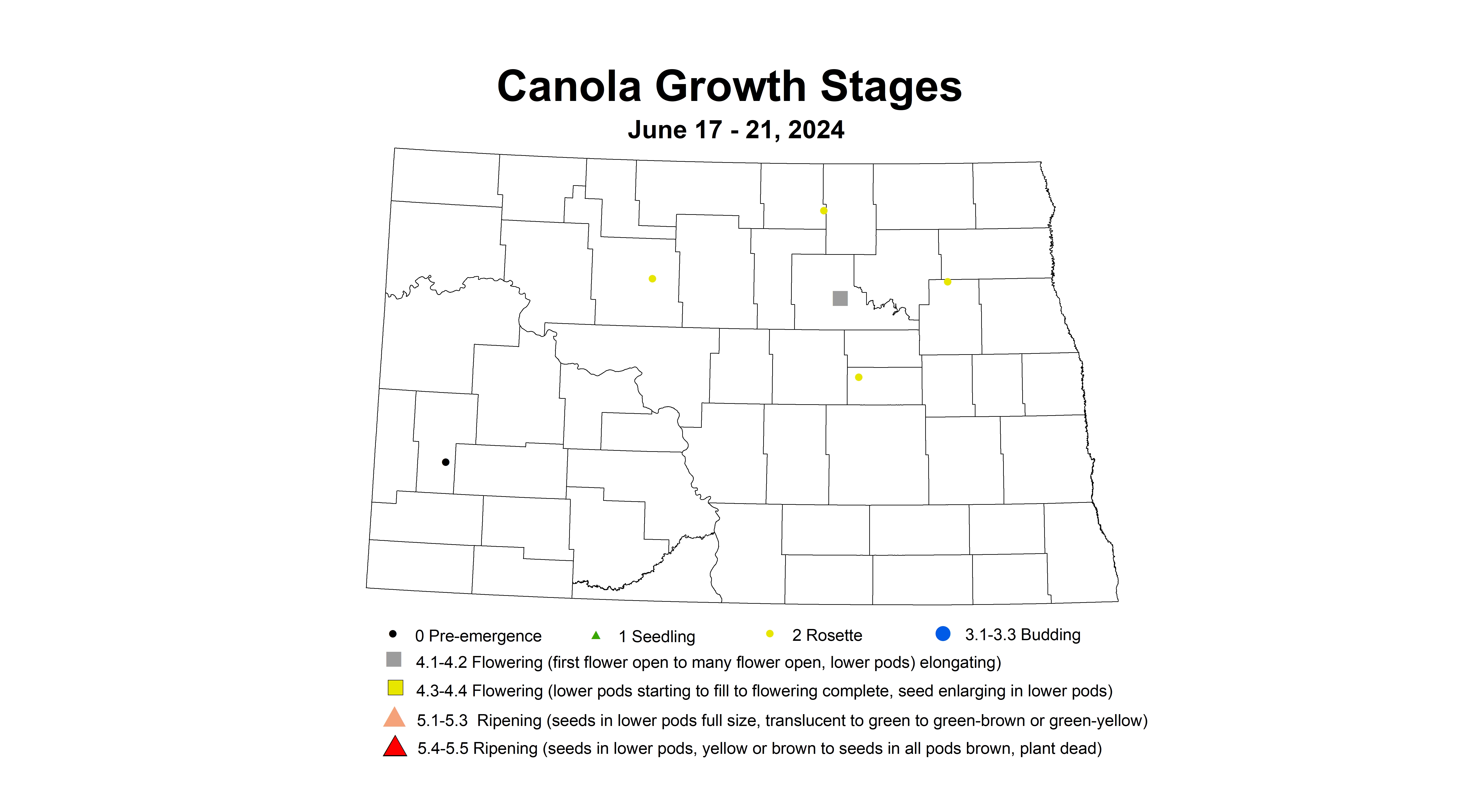 canola growth stage 6.17-6.21 2024