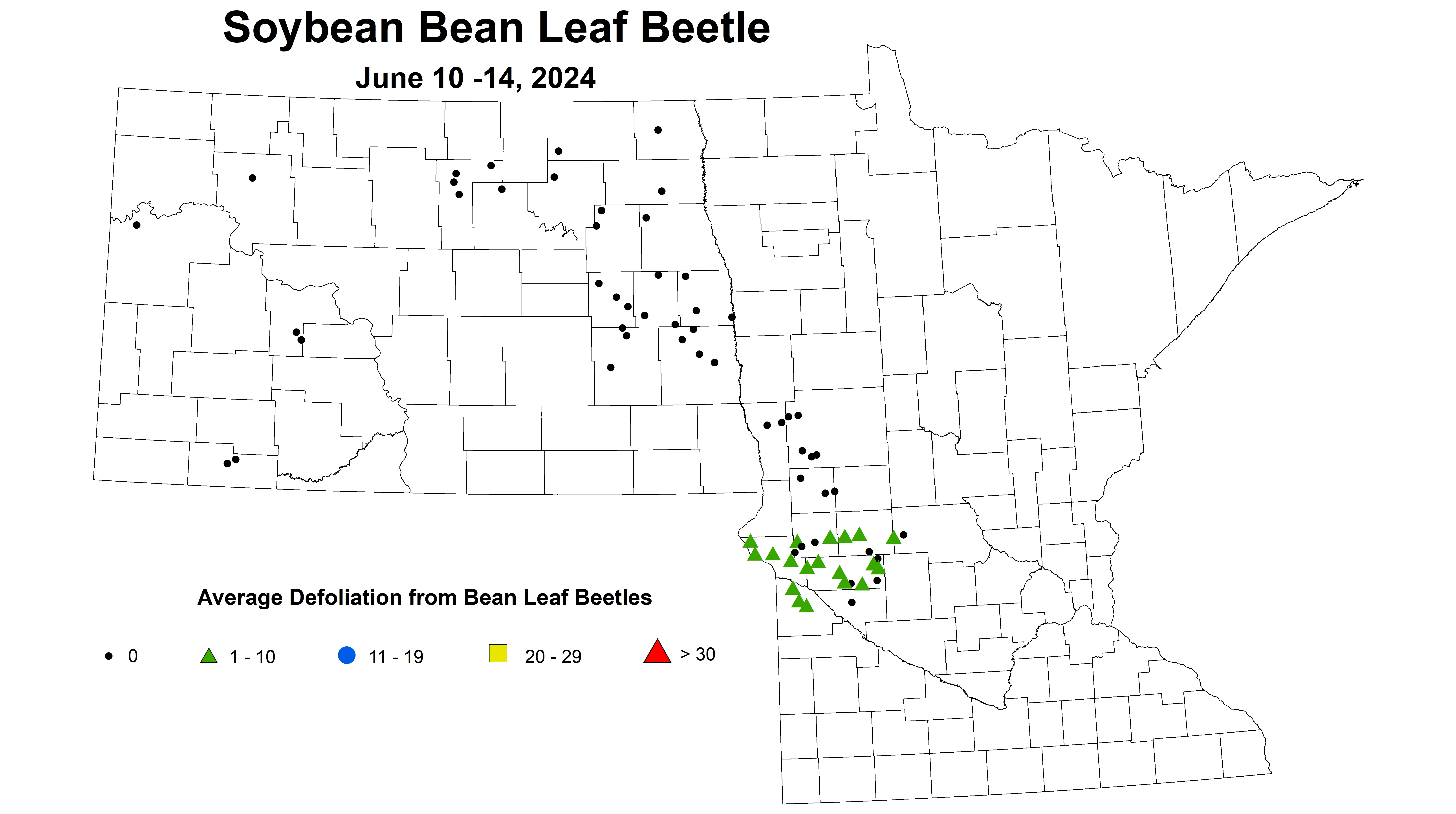 soybean average defoliation from bean leaf beetles June 10-14 2024
