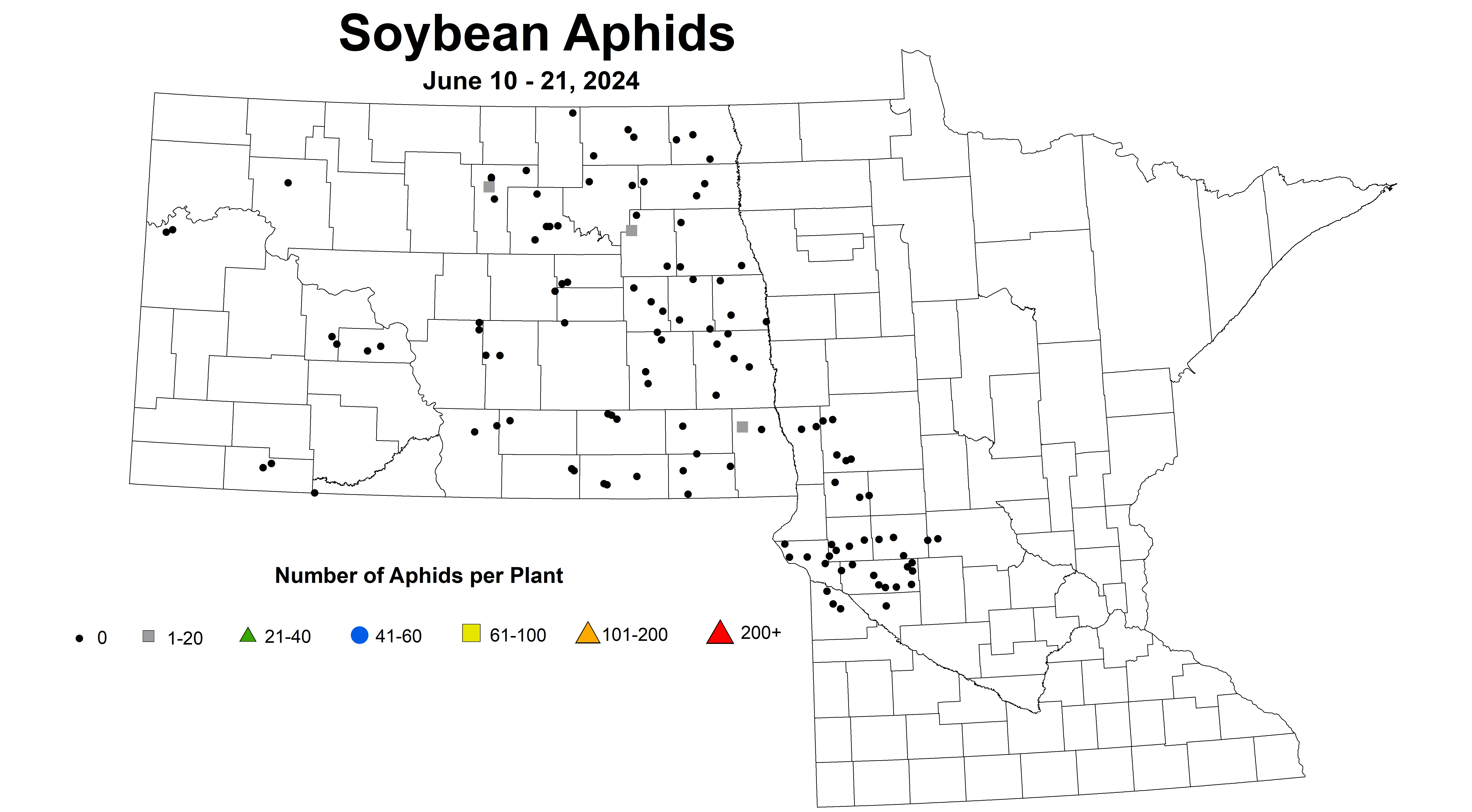 soybean average number of aphids June 10-21 2024