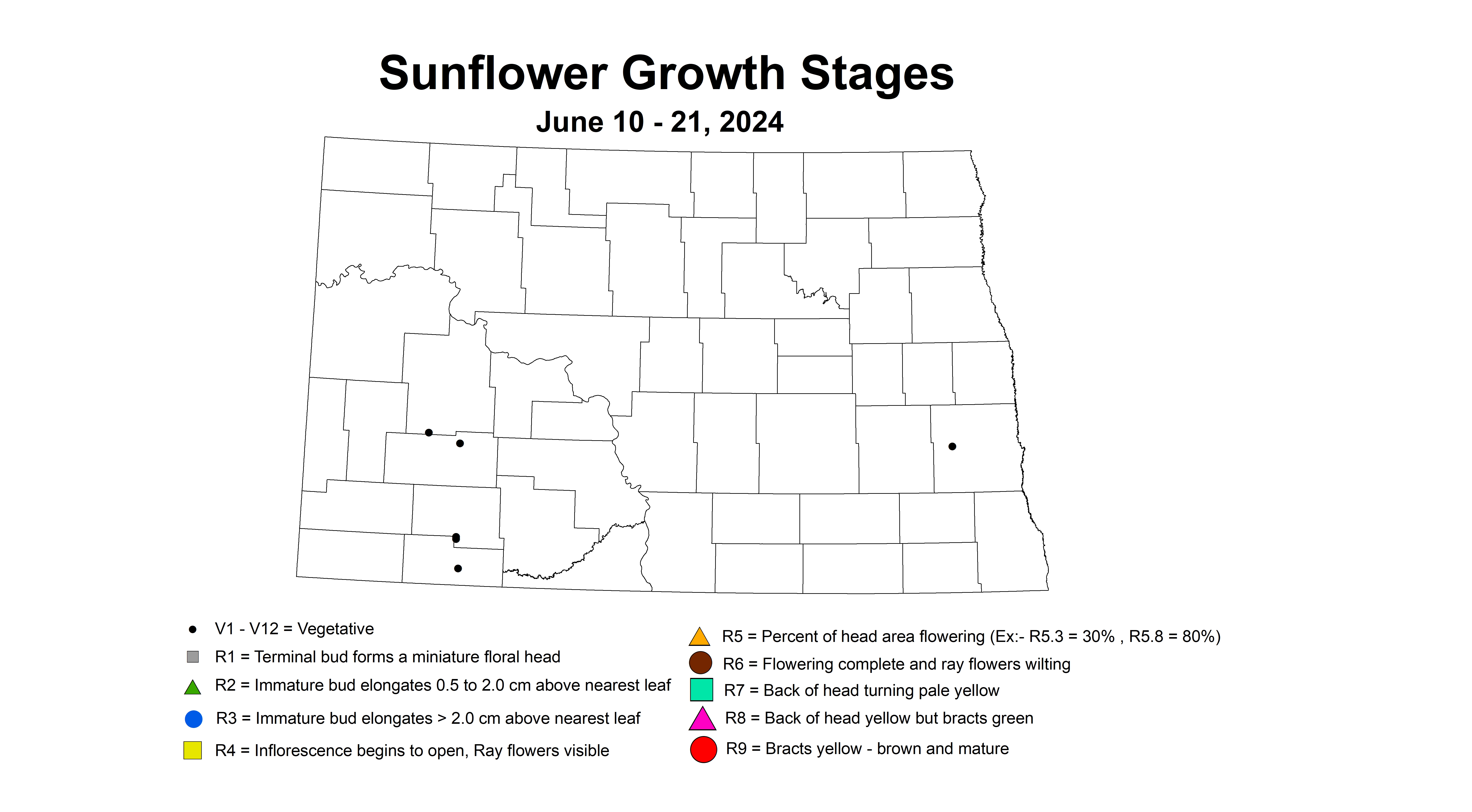 sunflower growth stages June10-21 2024