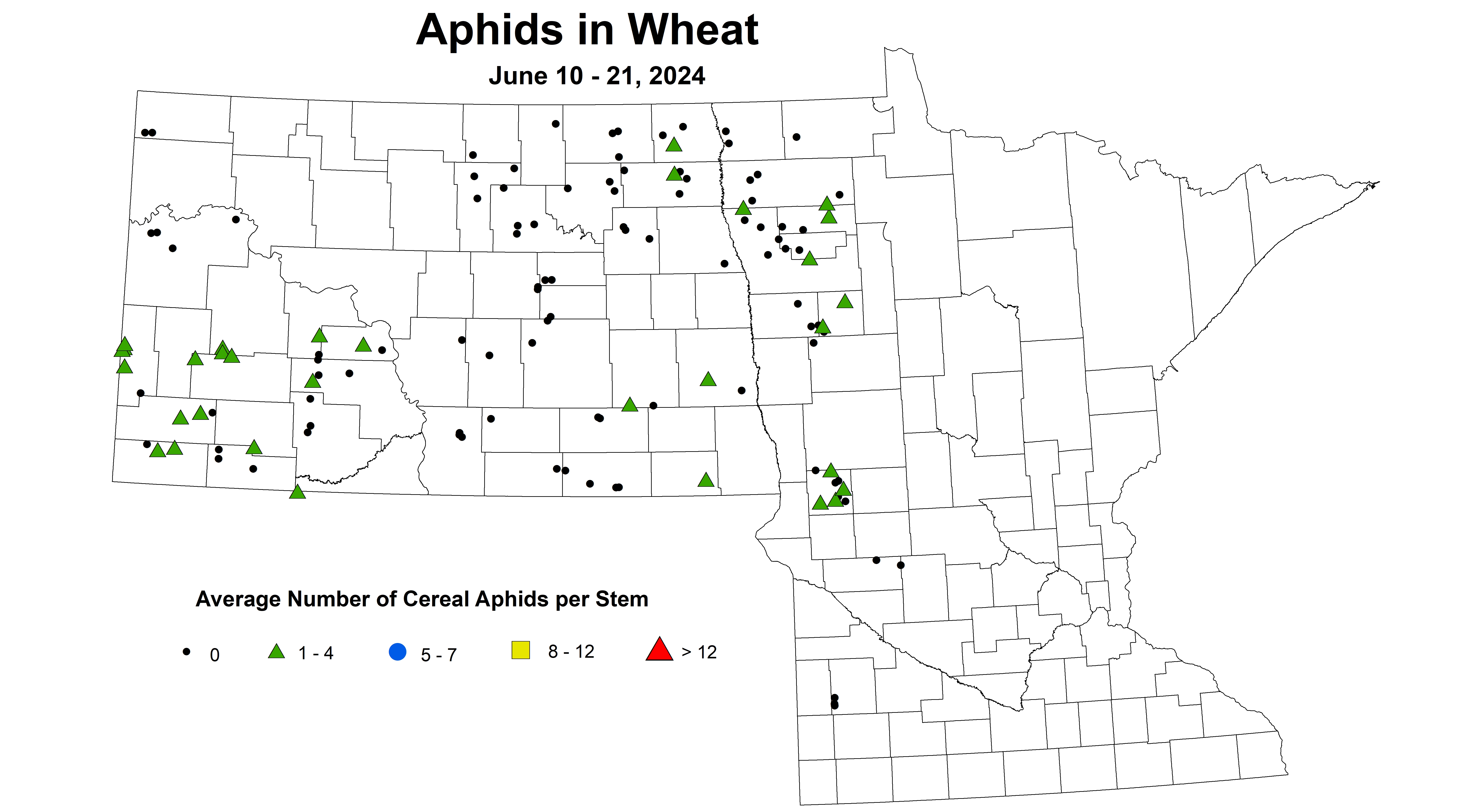 wheat aphids 2024 6.10-6.21